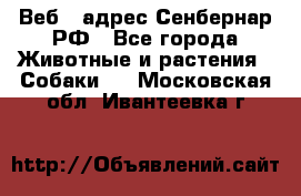 Веб – адрес Сенбернар.РФ - Все города Животные и растения » Собаки   . Московская обл.,Ивантеевка г.